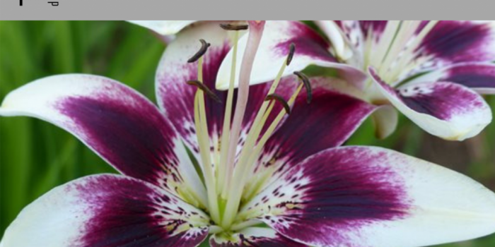 ONLINE IICRC-Odour-Control-Technician-Course-Colour